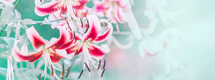 Close-up of pink flowering plants