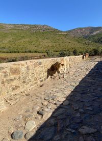 View of a horse walking on mountain road