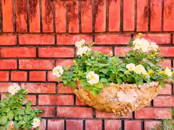 Flower plant against brick wall