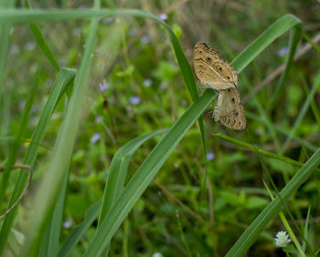 Close-up of butterfly on grass