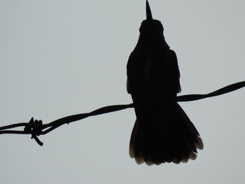 Low angle view of silhouette perching on tree against sky