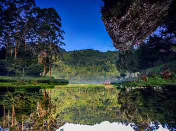 Scenic view of lake in forest