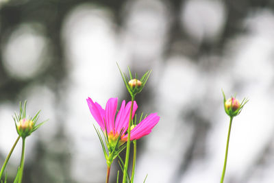 Close-up of pink cosmos blooming outdoors