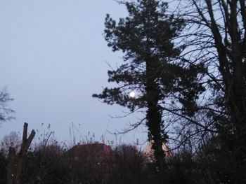 Low angle view of trees against sky