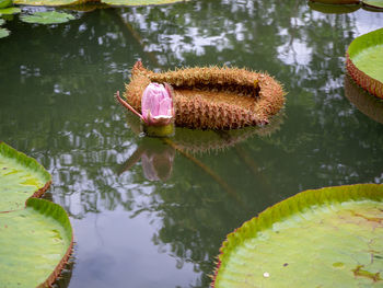 View of lotus water lily in lake