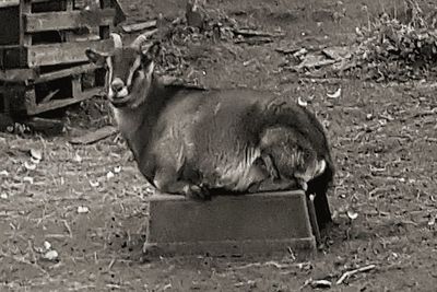 High angle view of horse drinking water