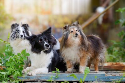 Dogs in back yard