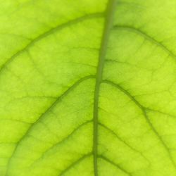 Macro shot of leaf