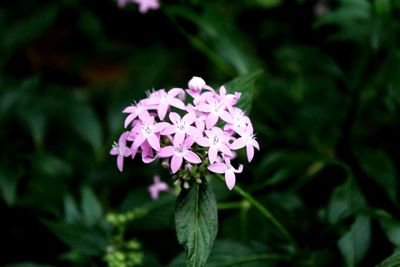 Close-up of pink flowers