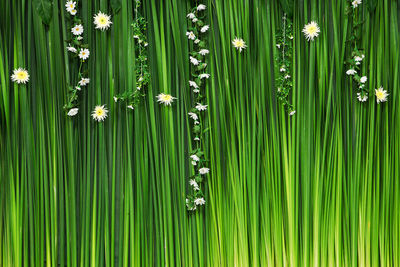 Full frame shot of fresh green flowering plants