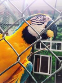 Close-up of gold and blue macaw in cage at zoo