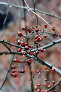 Close-up of berries growing on tree