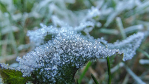 Close-up view of snow