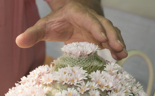 Close-up of hand holding flower bouquet