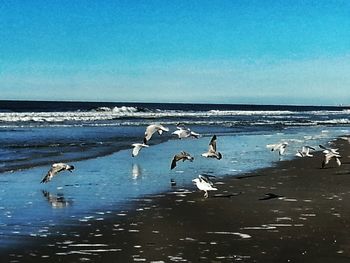 Seagull flying over sea