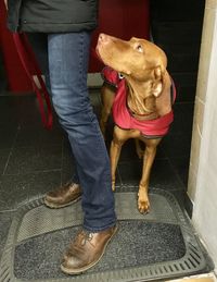 Low section of man with dog standing on floor