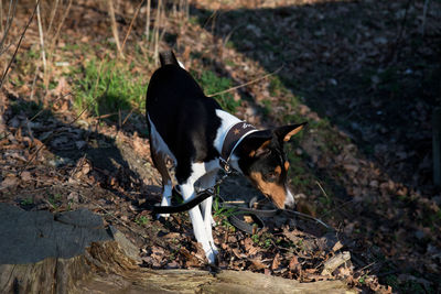 Black dog looking away