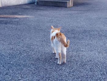 High angle view of a cat standing on road