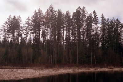 Reflection of trees in lake