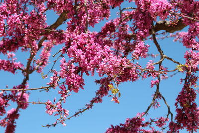 Low angle view of pink cherry blossoms in spring