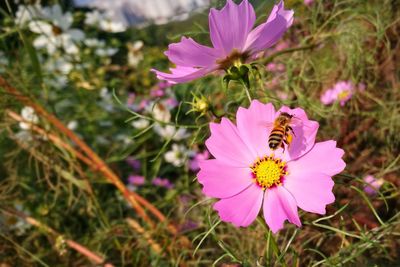 Close-up of bee pollinating flower