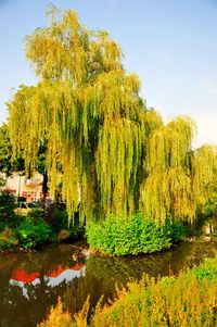 Scenic view of lake by trees against sky