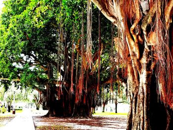 Trees in park
