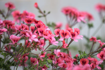 Close-up of pink flowering plants