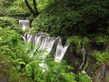 Scenic view of waterfall in forest