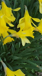 Close-up of yellow flowers