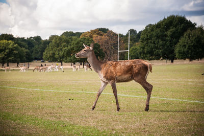 Horse standing on field against sky