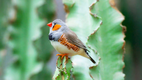 Close-up of bird perching on branch