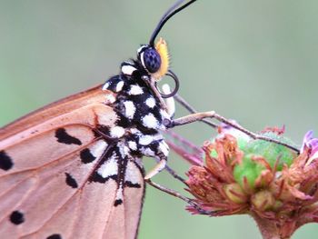 Close-up of butterfly pollinating on flower