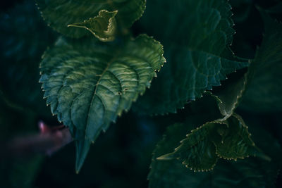 Close-up of leaves