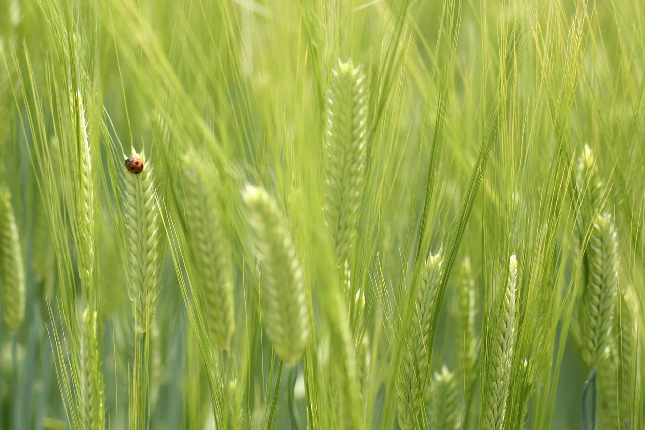 Grass Nature Green Color Cereal Plant Crop  Growth Plant Day Agriculture One Animal Outdoors Beauty In Nature Field Wheat Backgrounds Ear Of Wheat Close-up Ladybug Rice Paddy No People 麦 てんとう虫 お写ん歩 お散歩