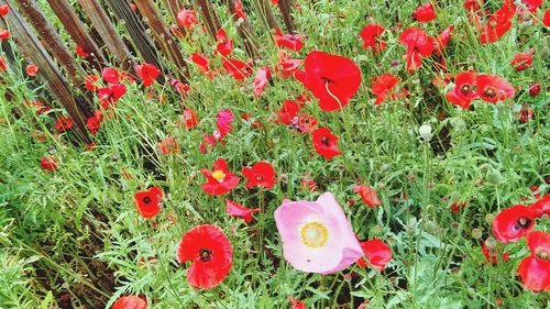 Close-up of red poppy blooming in field