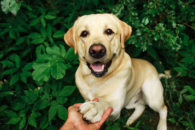 Portrait of dog with baby against plants