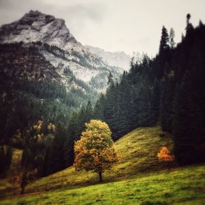 Trees in forest against sky