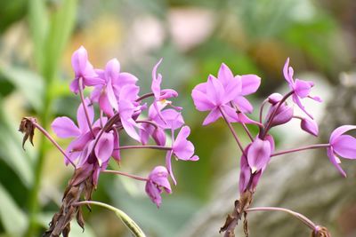 Close-up of pink flowering plant