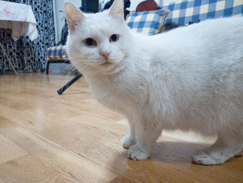 Portrait of white cat on hardwood floor
