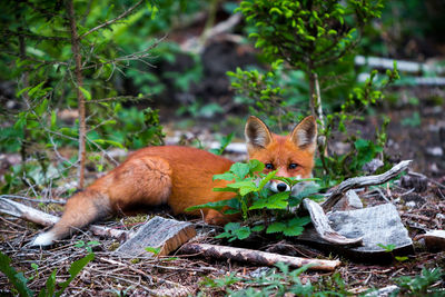 Portrait of fox on grass