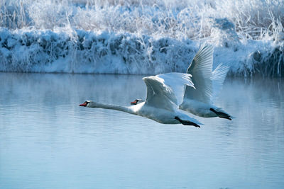 Seagulls flying over lake