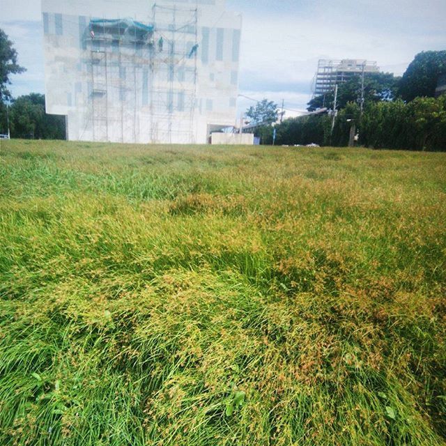 grass, building exterior, architecture, built structure, green color, growth, grassy, field, tree, lawn, sky, plant, day, nature, city, no people, outdoors, building, park - man made space, green