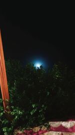 Low angle view of trees against sky at night