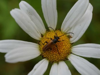 Close-up of bug on white flower at park