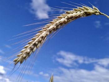 Close-up of stalks against blue sky