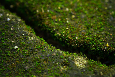 Close-up of moss growing on rock