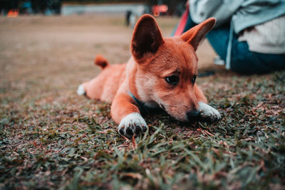 Close-up of dog relaxing on field