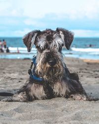 Close-up of dog sitting on beach against sky