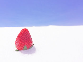 Close-up of red berries on snow